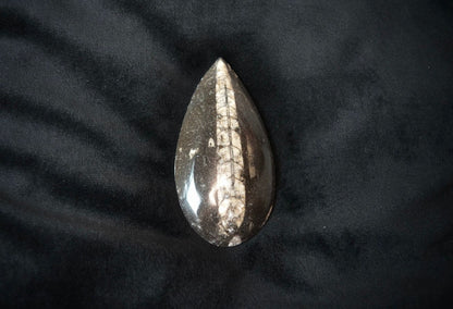 MORROCAN SPHERE FOSSIL (ORTHOCERAS)