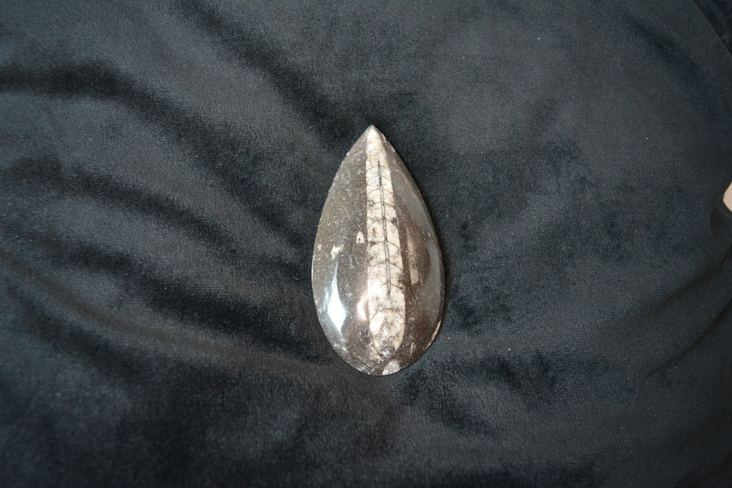 MORROCAN SPHERE FOSSIL (ORTHOCERAS)